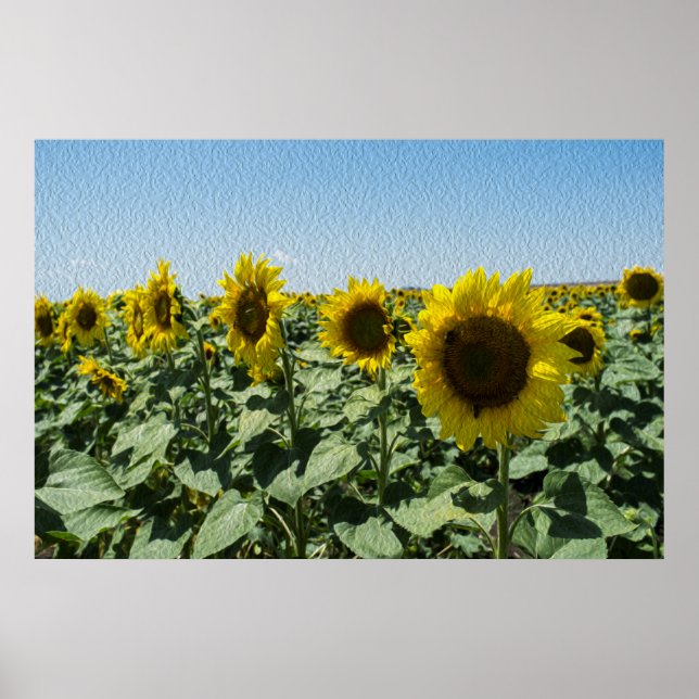 Poster Tournesol (Devant)