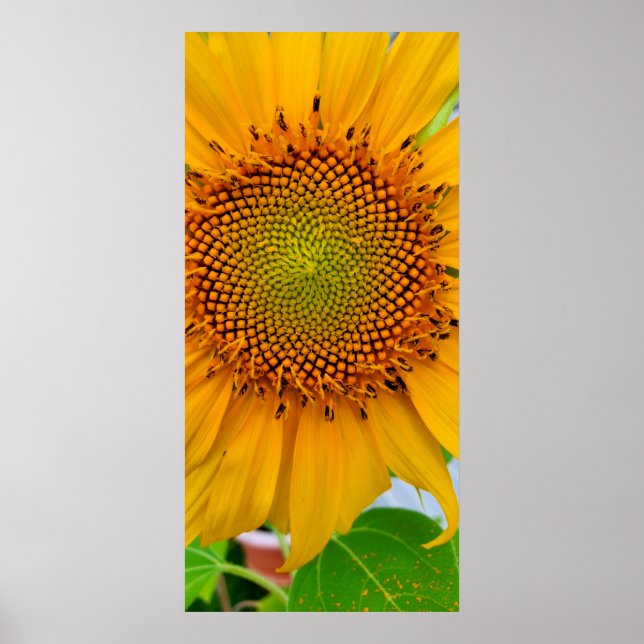 Poster Tournesol (Devant)
