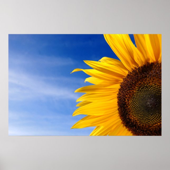 Poster Tournesol (Devant)