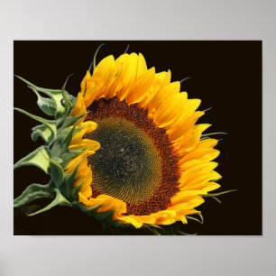 Poster Tournesol Au Soleil