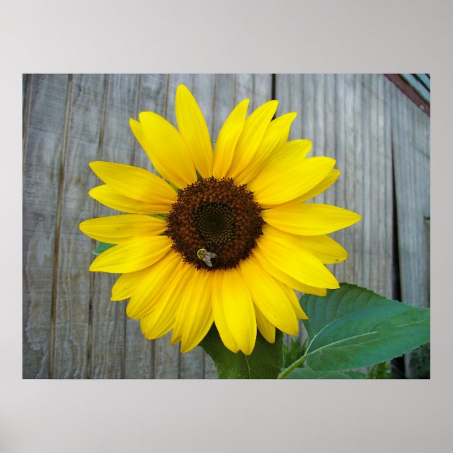 Poster Tournesol avec abeille (Devant)