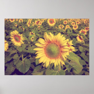 Poster Tournesol avec effet filtre style vintage rétro