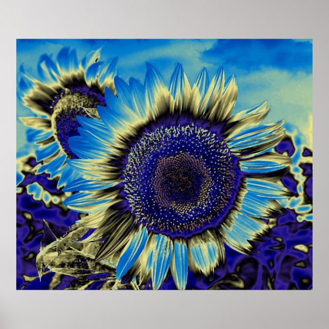 Poster Tournesol bleu (Devant)