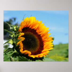 Poster Tournesol Dans L'Effet Orton Fleur De Soleil