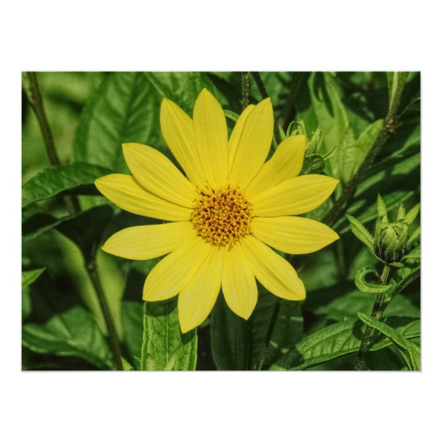 Poster Tournesol de Helianthus 'Lemon Queen' (Devant)