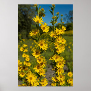 Poster Tournesol de Maximilian (Helianthus Maximiliani)