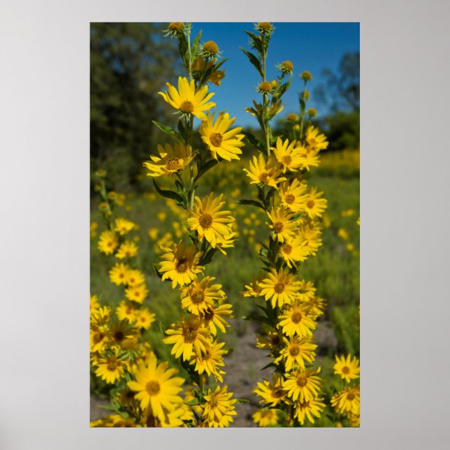 Poster Tournesol de Maximilian (Helianthus Maximiliani) (Devant)
