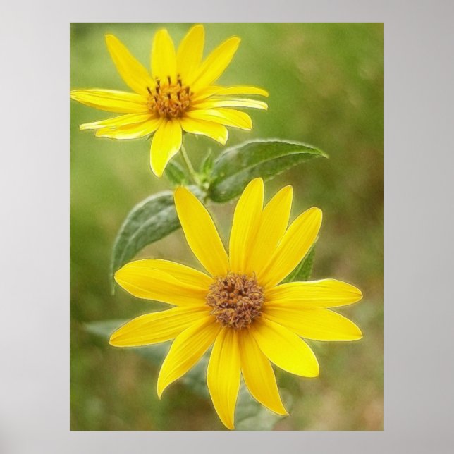 Poster Tournesol des Prairies - Helianthus maximilianii (Devant)