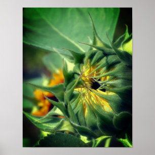 Poster Tournesol en cours