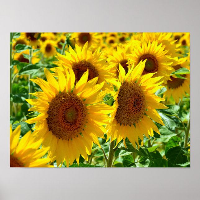 Poster Tournesol en France (Devant)