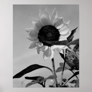 Poster Tournesol en noir et blanc
