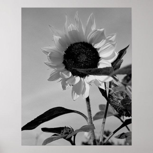 Poster Tournesol en noir et blanc (Devant)