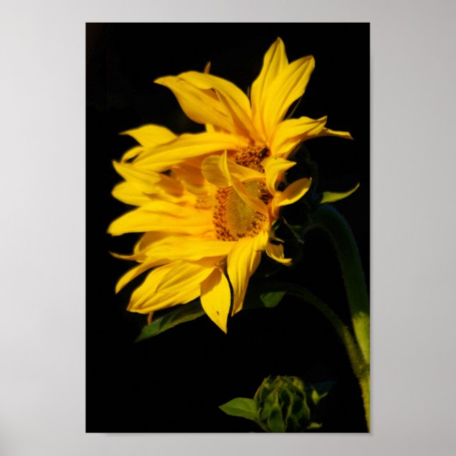 Poster Tournesol enmêlé et sa signification (Devant)