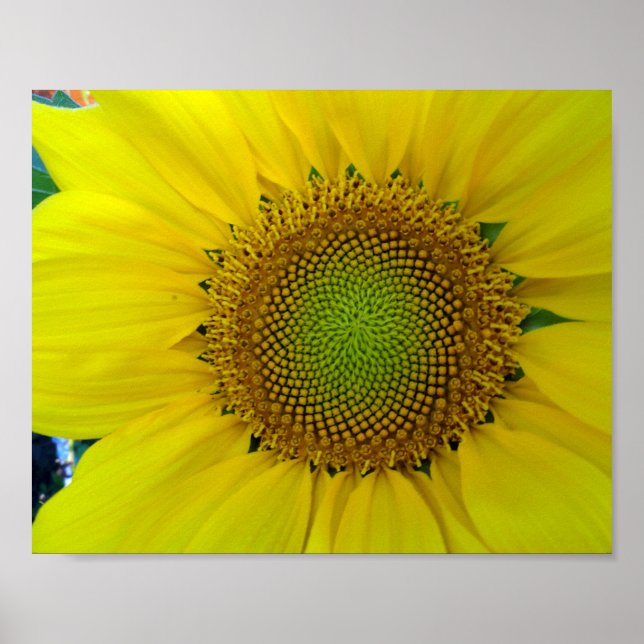 Poster Tournesol et graines, Spirale, Ratio doré (Devant)