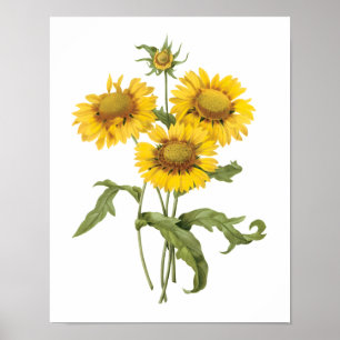 Poster Tournesol floral vintage de fleur couvrante par