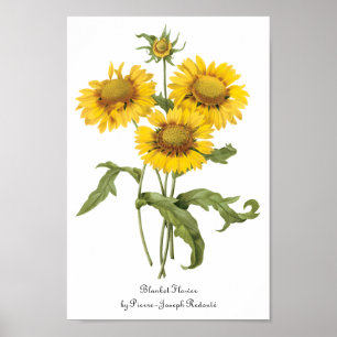 Poster Tournesol floral vintage de Redoute