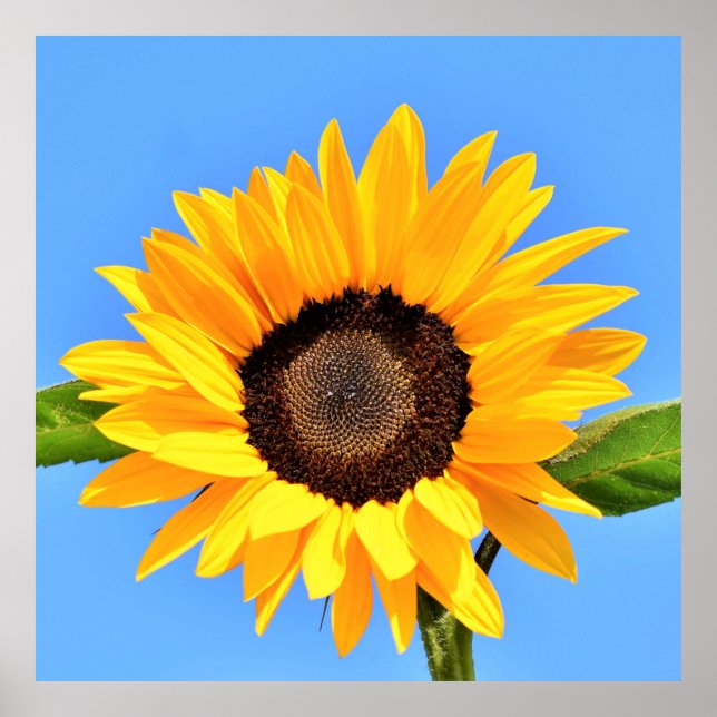 Poster Tournesol jaune contre soleil sur ciel bleu - été (Devant)