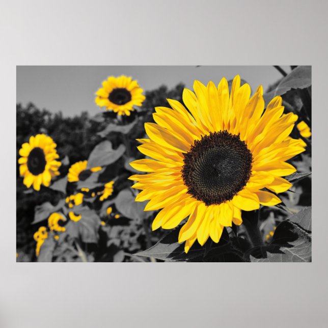 Poster Tournesol : Jaune De Couleur (Devant)