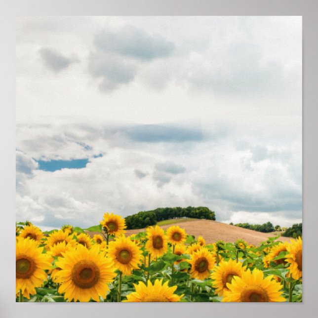 Poster Tournesol jaune rustique (Devant)