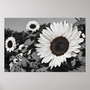 Poster Tournesol noir et blanc