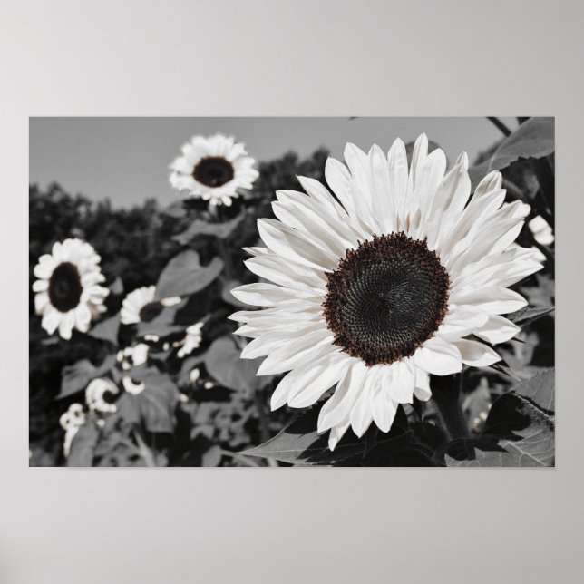 Poster Tournesol noir et blanc (Devant)