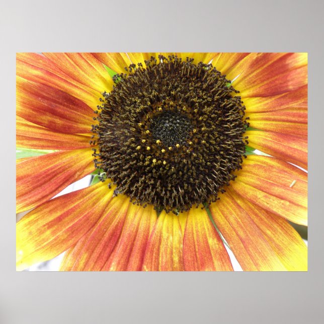 Poster Tournesol orange (Devant)