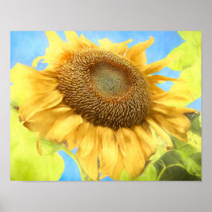 Poster Tournesol-Pays Aquarelle jaune rustique