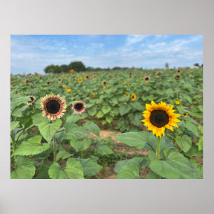 Poster Tournesol - photo nature