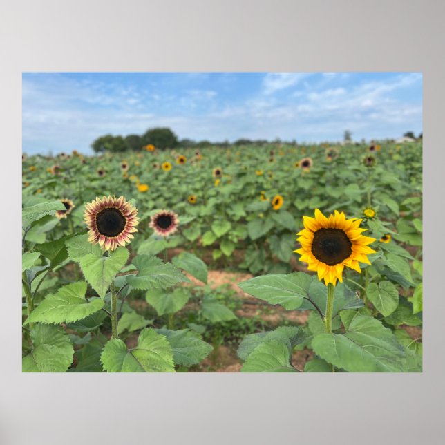 Poster Tournesol - photo nature (Devant)