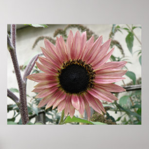 Poster Tournesol rose pâle
