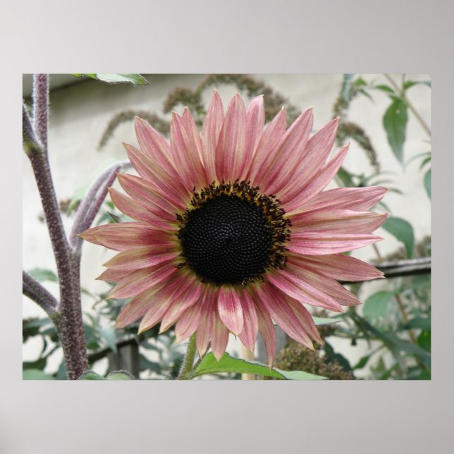 Poster Tournesol rose pâle (Devant)