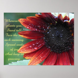 Poster Tournesol Rouge, Conseil Inspirant