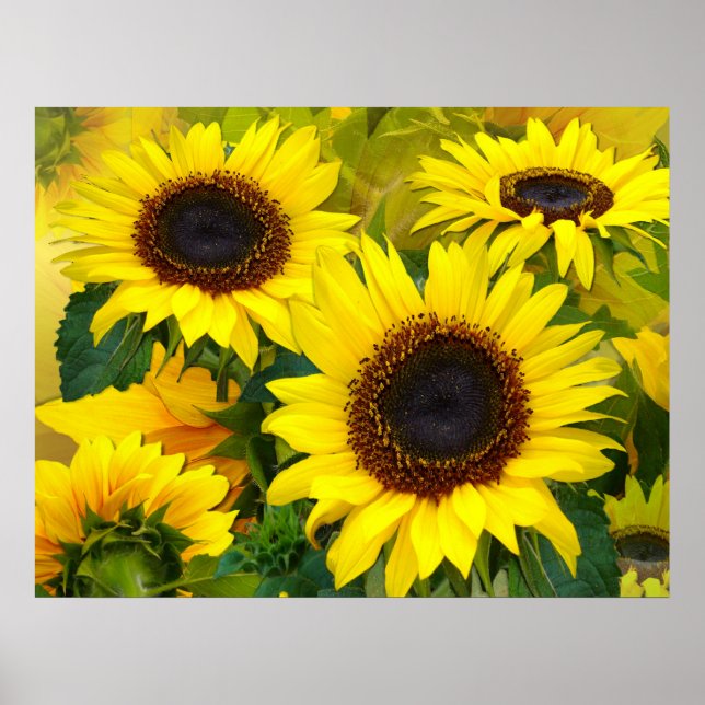 Poster Tournesol solaire (Devant)