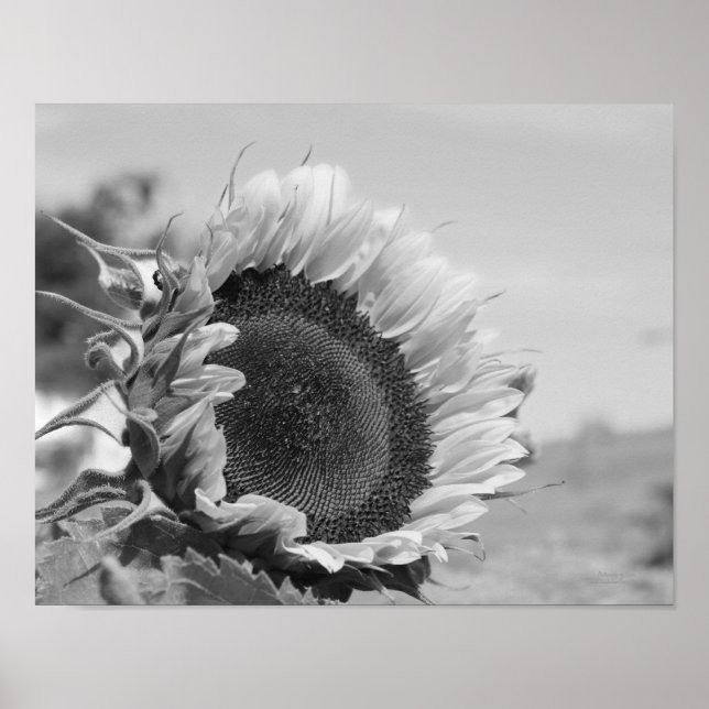 Poster Tournesol souriant floral noir blanc imprimé (Devant)