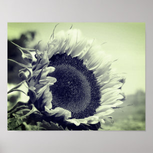 Poster Tournesol Souriant Noir Et Blanc Gros Plan