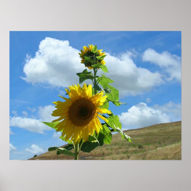 Poster - Tournesol sur la colline (horiz.) (Devant)