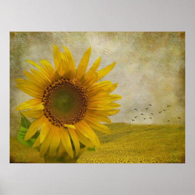 Poster Tournesol unique sur le pâturage de tournesol (Devant)