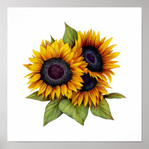 Poster Tournesols