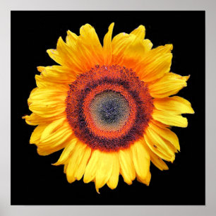 POSTER TOURNESOLS