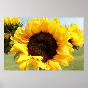 Poster Tournesols
