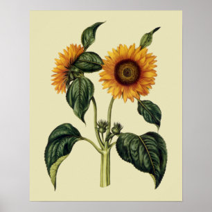 Poster Tournesols Art antique du XVIIe siècle