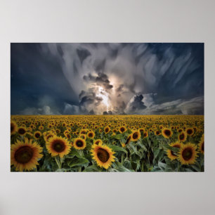 Poster Tournesols Dans Une Tempête
