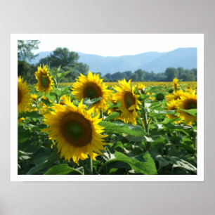 Poster Tournesols et montagnes