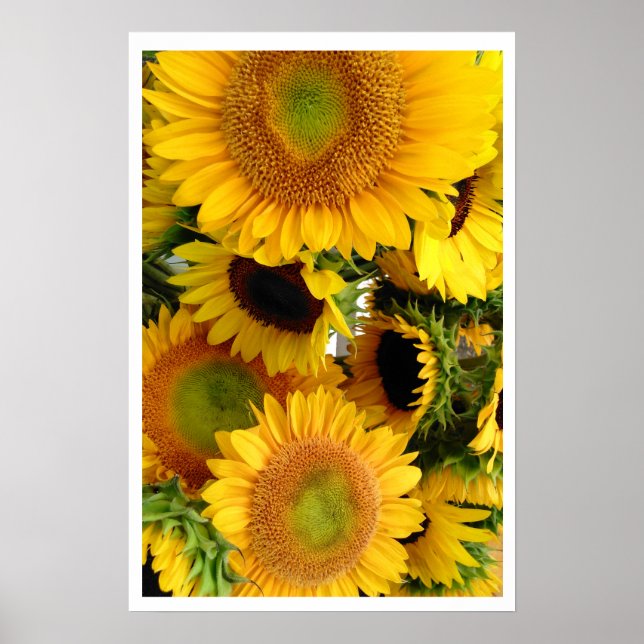 Poster Tournesols Jaune Bunch de Bonheur (Devant)