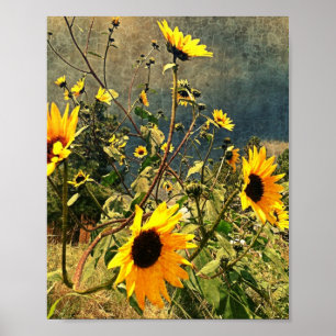 Poster Tournesols rustiques contre le ciel orageux Photo