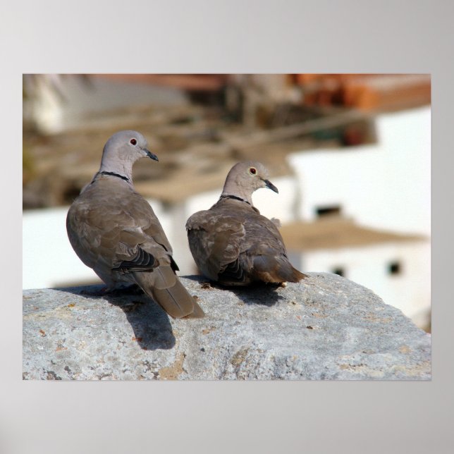 Poster Tourterelles en Betancuria. Fuerteventura. (Devant)
