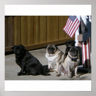 Poster Tous les carlins américains