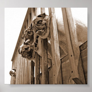 Poster TOUS LES CARLINS EN toile de pont