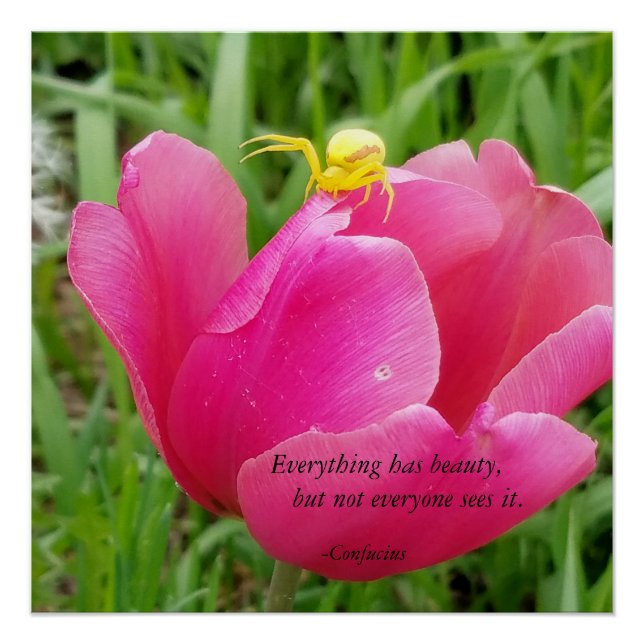 Poster Tout a beauté Confucius Spider sur Tulip (Devant)