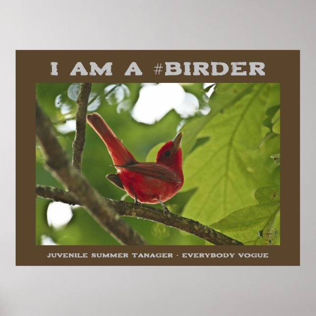 Poster Tout le monde Vogue Juvenile Summer Tanager Birage (Devant)